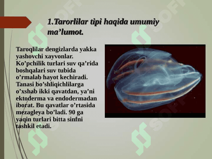 Taroqlilar (CTENOPHORA) tipi. 2