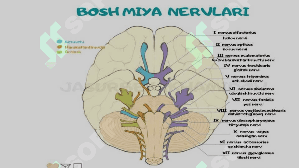 Anatomiya 2