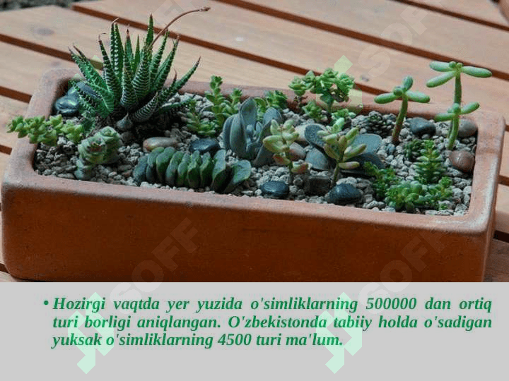 BOTANIKA - O'SIMLIKLAR HAQIDAGI FAN 4