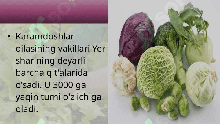 KARAMDOSHLAR OILASI 3