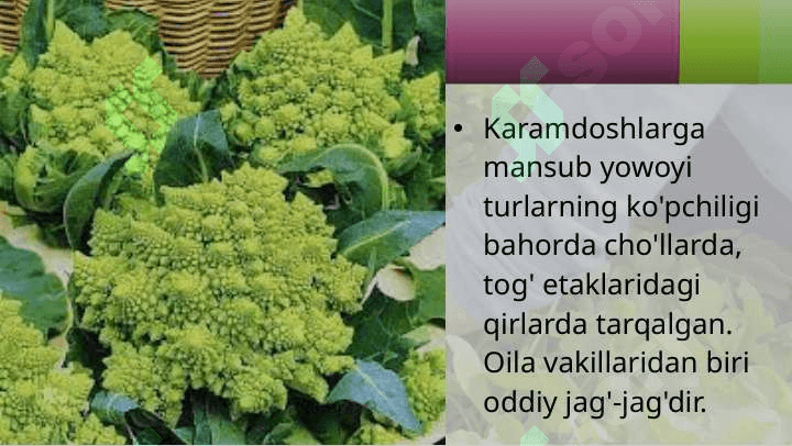 KARAMDOSHLAR OILASI 7