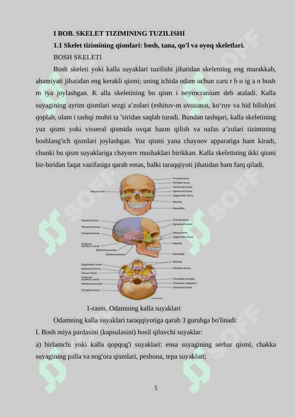 “Inson skelet tizimining batafsil funksiyalari” 4