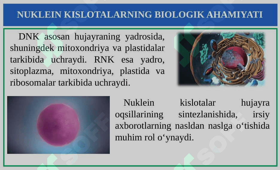 Nuklein kislotalar 6