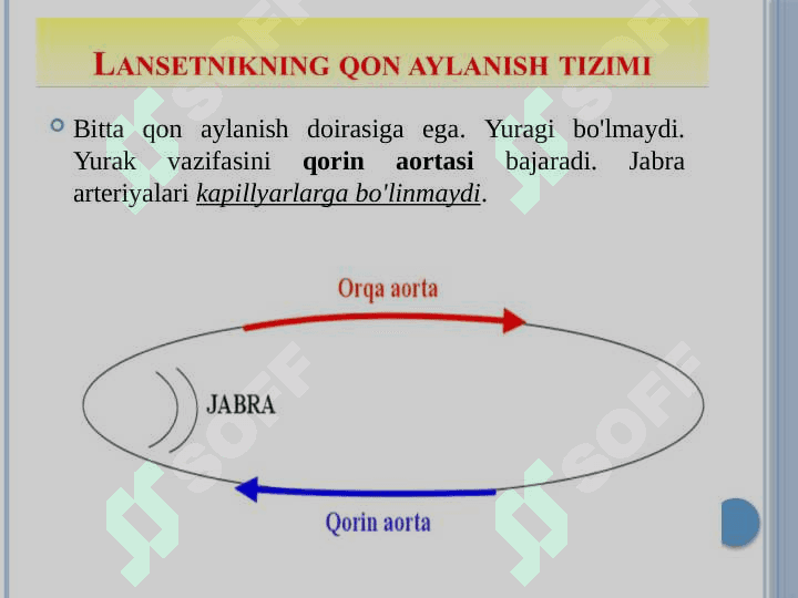 Organlar tizimi ontofilogenezi 5