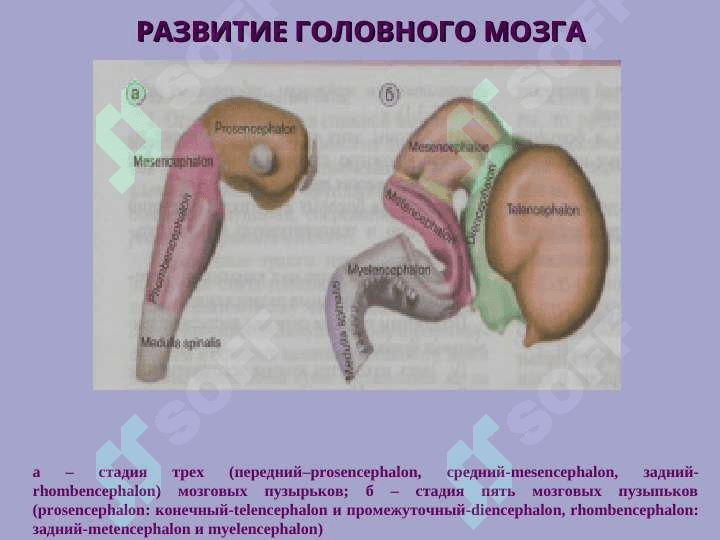 НЕРВ СИСТЕМАСИНИНГ КЛАССИФИКАЦИЯСИ 5