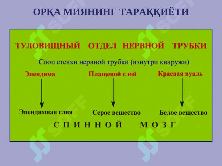 НЕРВ СИСТЕМАСИНИНГ КЛАССИФИКАЦИЯСИ 6