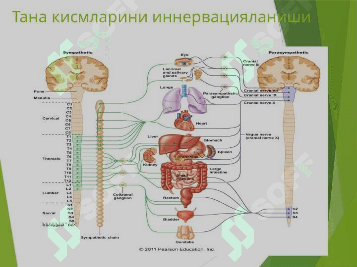Вегетатив нерв тизими 6