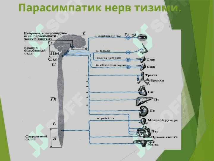 Вегетатив нерв тизими 8