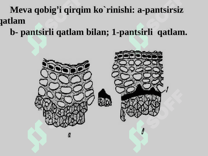 EFIR MOYLARNING FIZIK-KIMYOVIY TARKIBI 7
