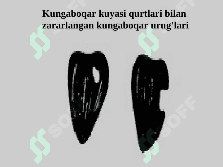 EFIR MOYLARNING FIZIK-KIMYOVIY TARKIBI 8