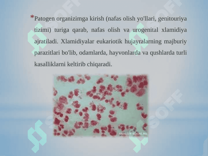 Patogen Xlamidiya tarqatuvchi kasalliklari 3