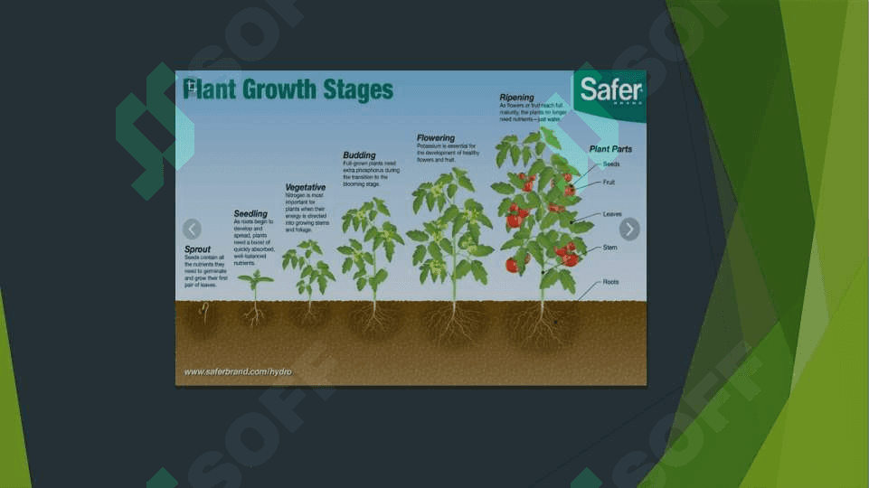 Plant products ppt 2