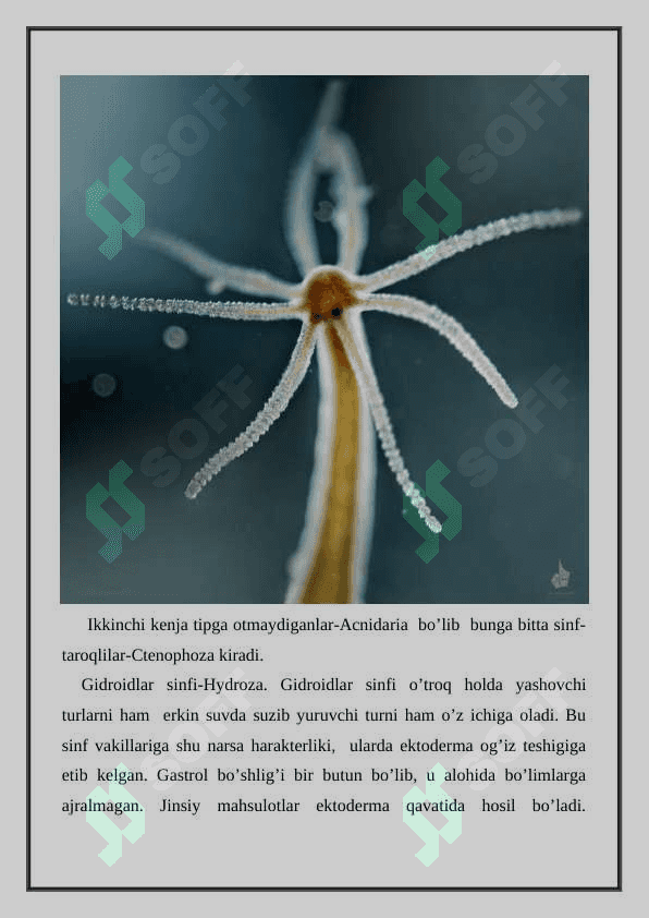 Bo’shliqichlilar tipi 3