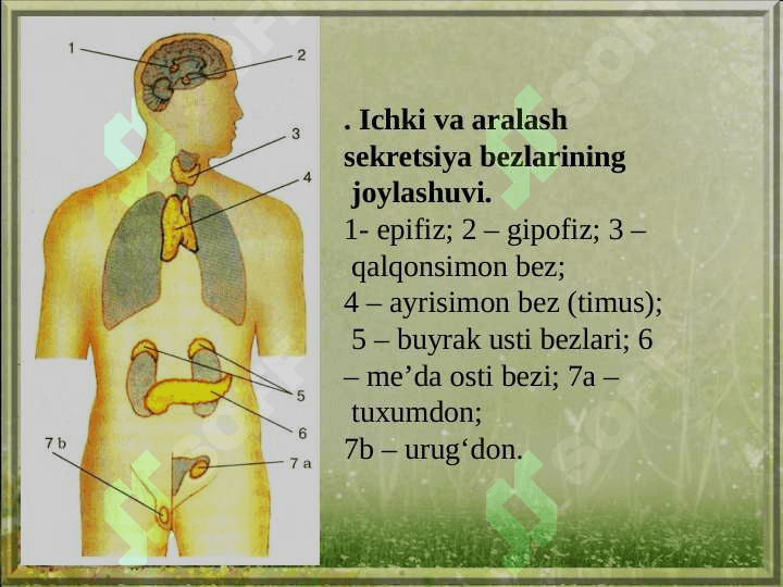 Jigar, o’t pufagi va  meda osti bezi 6