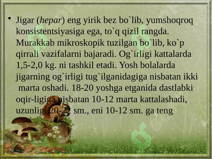 Jigar, o’t pufagi va  meda osti bezi 7