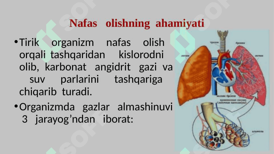 Nafas  olish  tizimi slayd 3