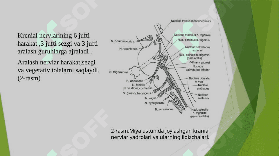 “Nerv sistemasi 3