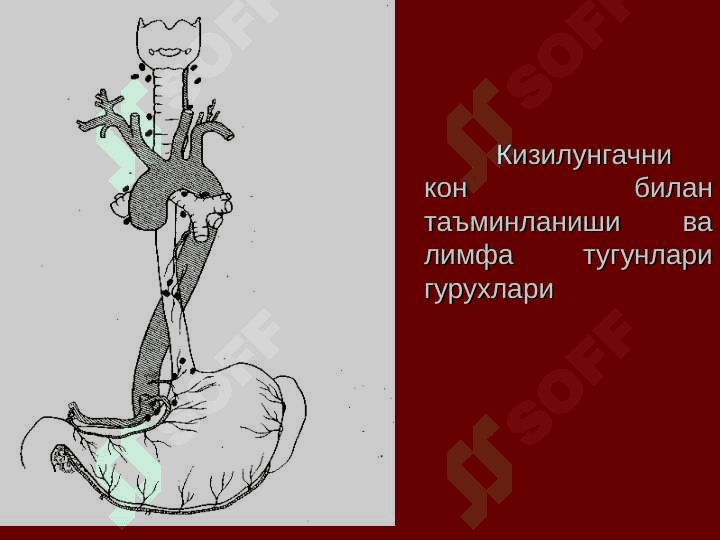 Кизилунгач саратони 4