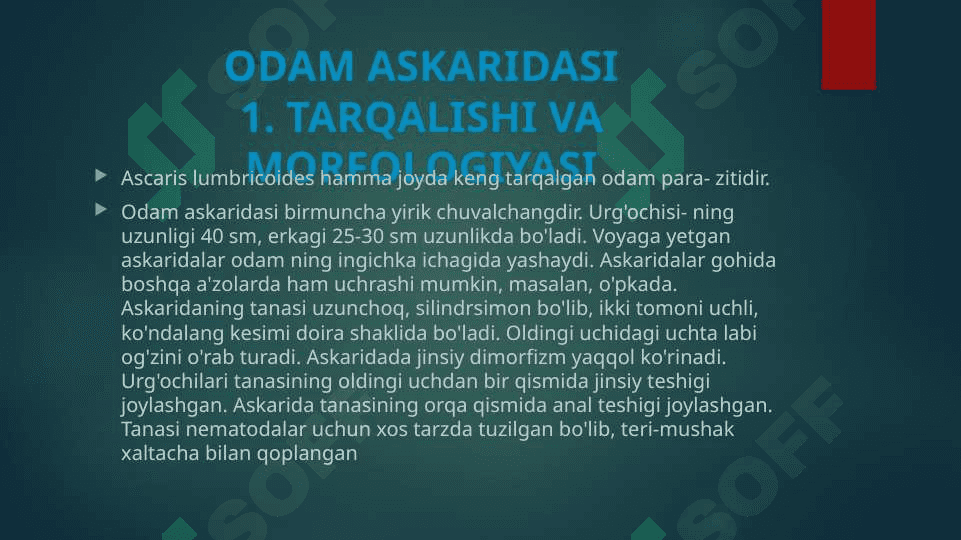Odam askaridasi va ostritsa 3