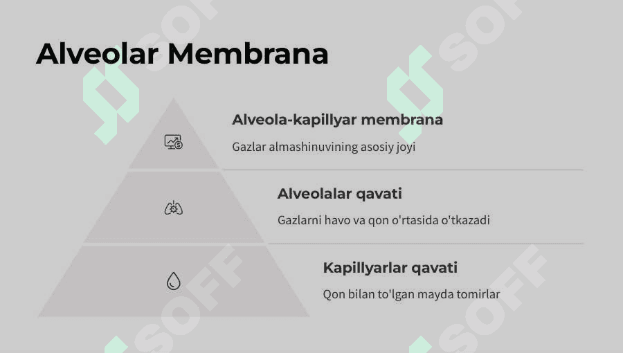 Nafas fizilolgiyasi. Qonda gazlarni tashilishi. 4