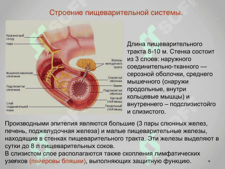«Пищеварительная система» 4