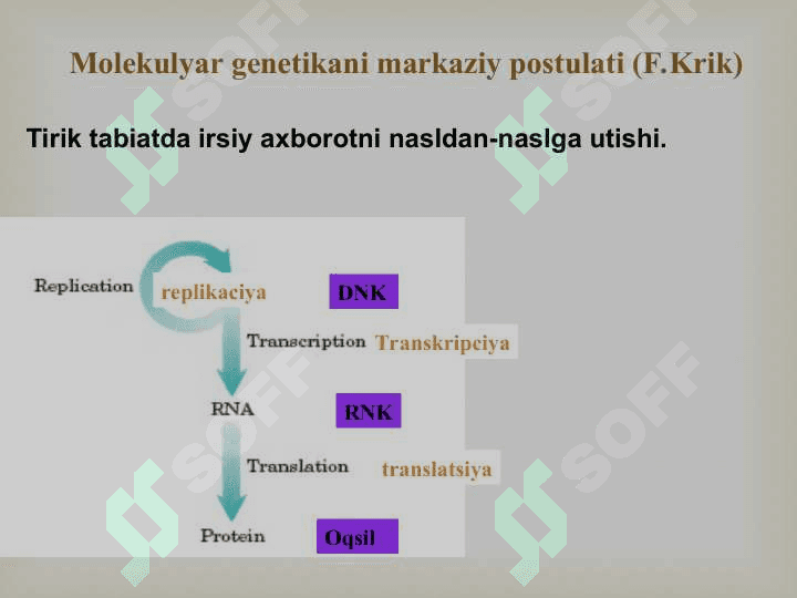 NUKLEIN KISLOTALAR BIOSINTEZI 7