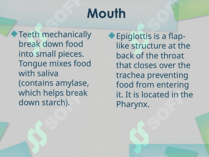 Digestive System 5