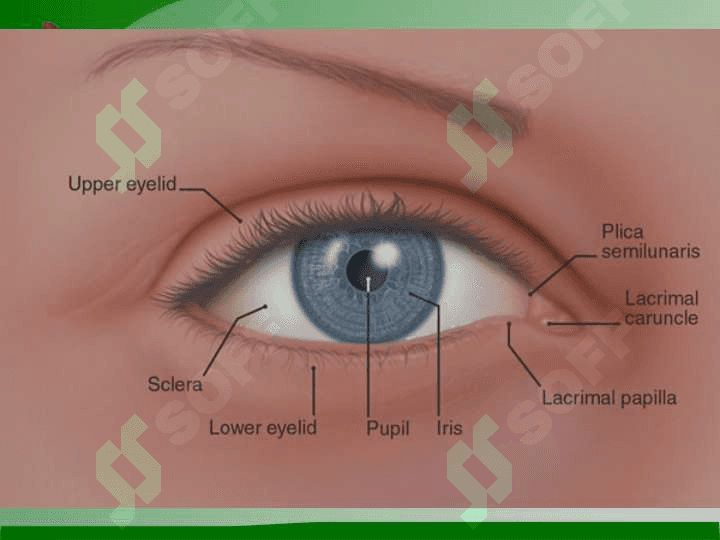 The Eye 3