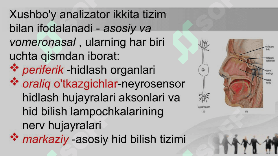 Hid bilish a’zosi 2