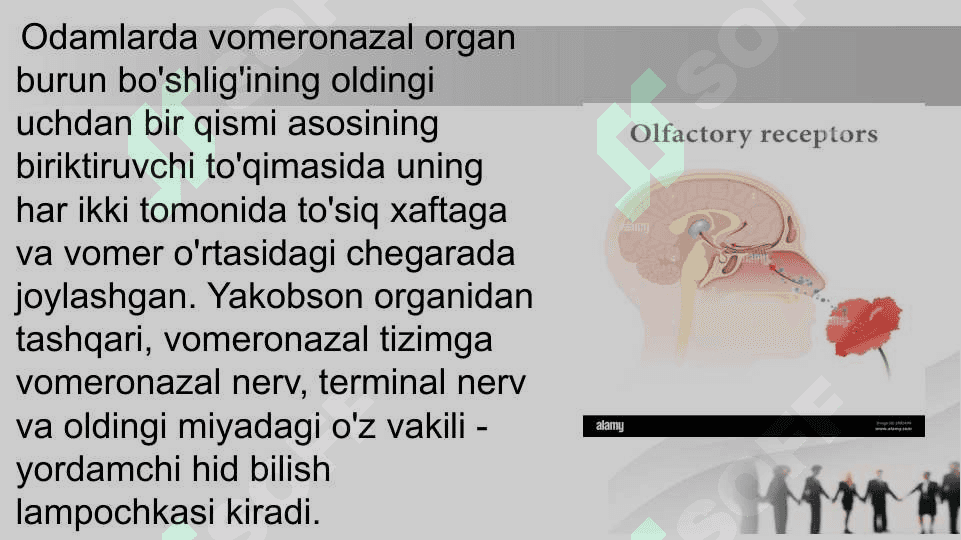 Hid bilish a’zosi 4
