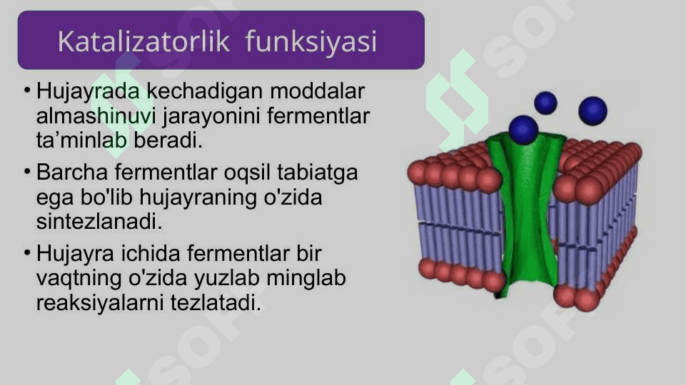 Mavzu: Oqsillarning funksiyasi 3
