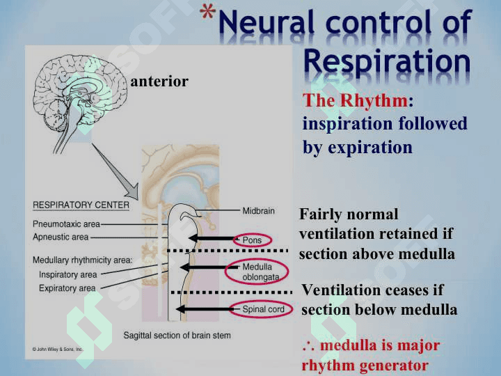 Regulation of Respiration 6