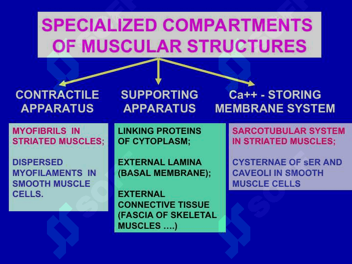 Description of muscle tissue classification. Struchture function, and regeneration. 5