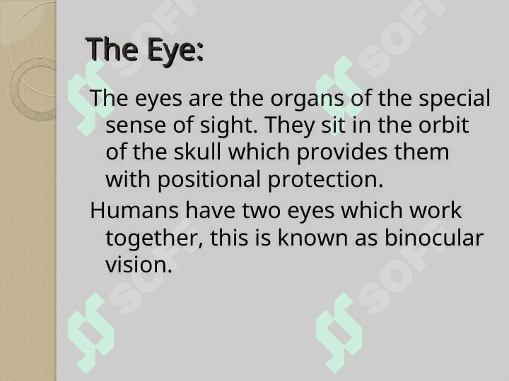 Anatomy of the eye 2