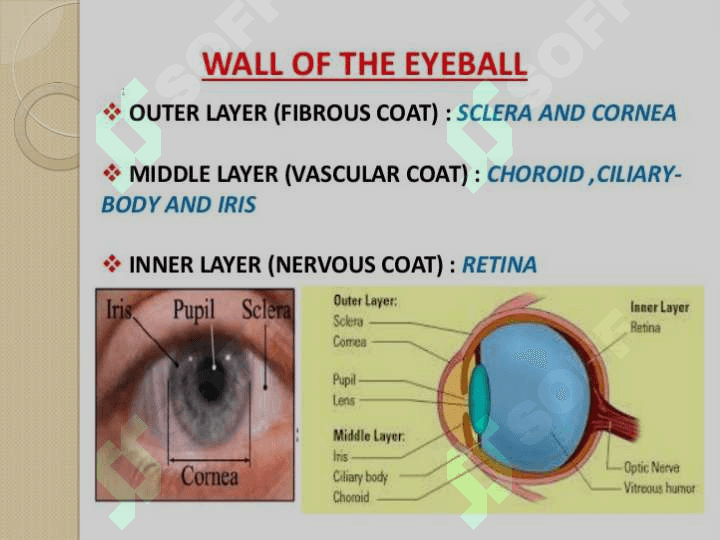 Anatomy of the eye 3
