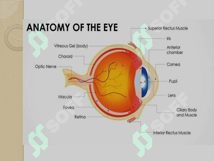Anatomy of the eye 4