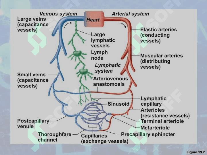 Blood Vessels 3