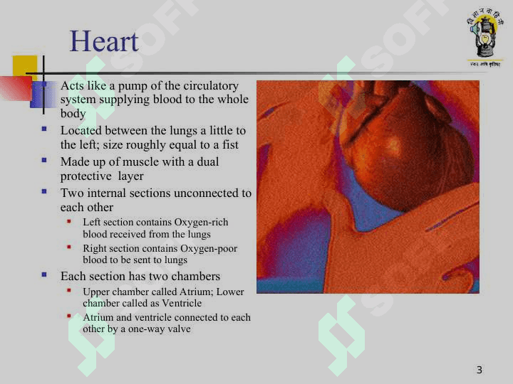 Circulatory system 3