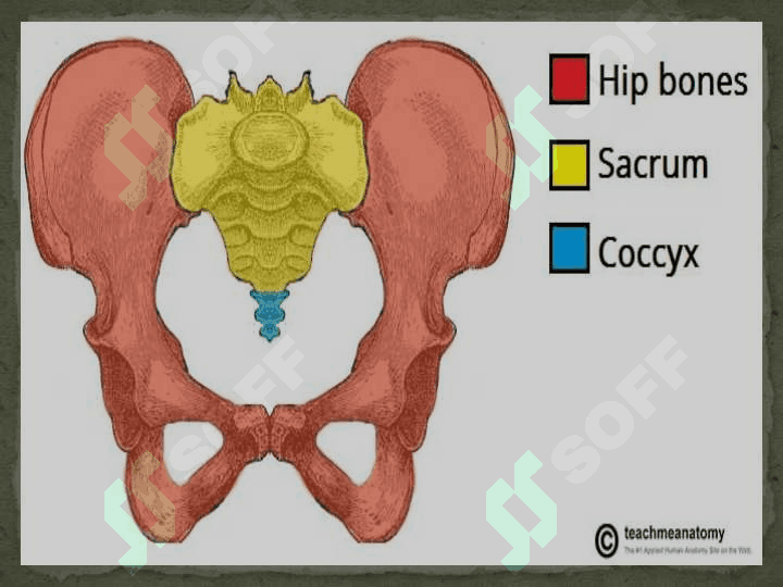 The Pelvis 5