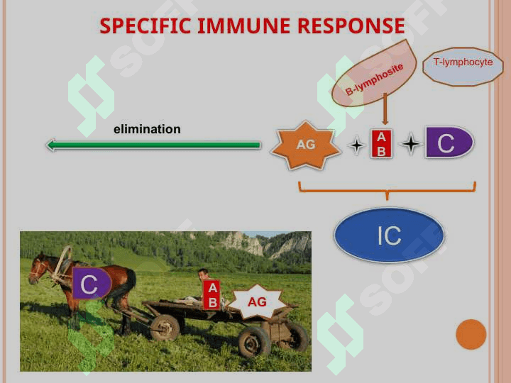 Differential diagnosis of diffuse connective tissue diseases. Tactics GPs. 3