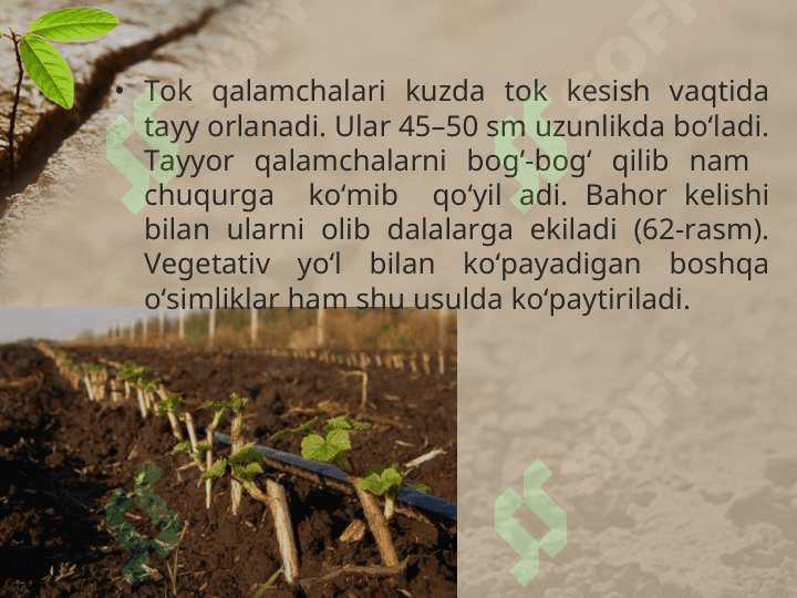 O’SIMLIKLARNING VEGETATIV KO’PAYISHI 3