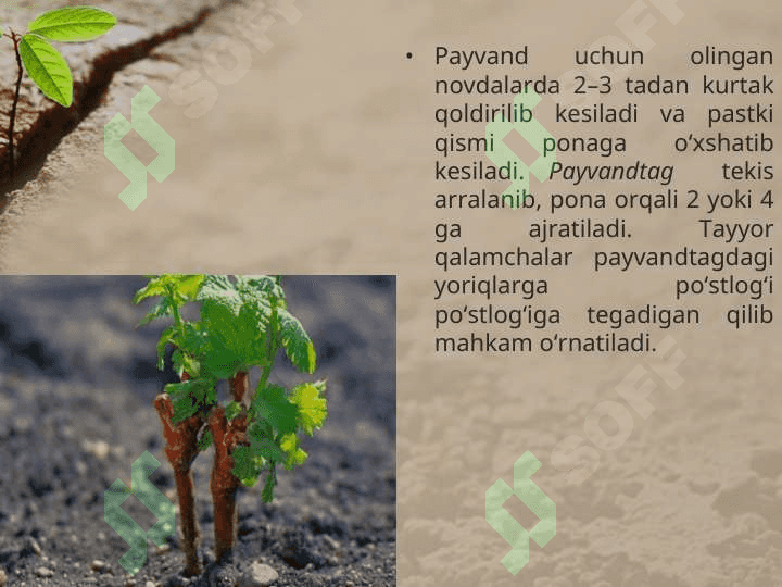O’SIMLIKLARNING VEGETATIV KO’PAYISHI 7