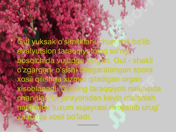 Gul va uning turlari 4