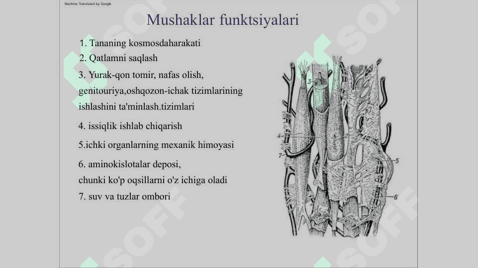 Mushak biokimyosi 3