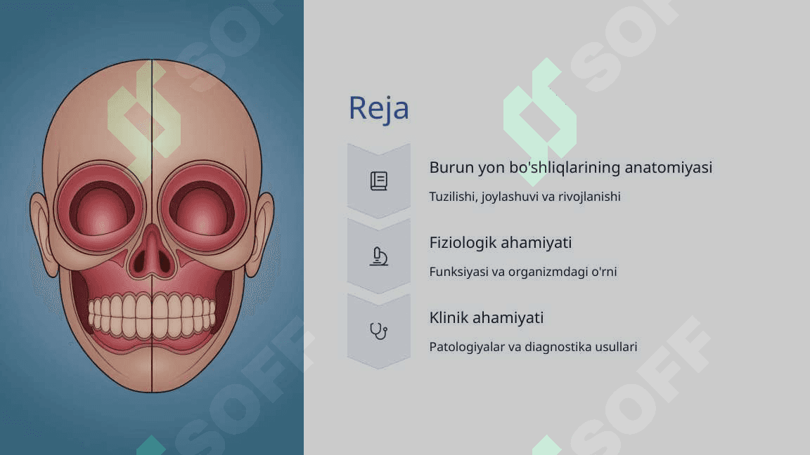 Burun yon bo'shliqlarining klinik anatomiyasi 2