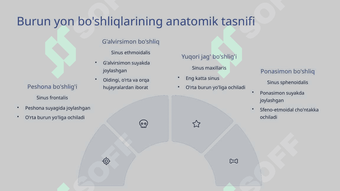 Burun yon bo'shliqlarining klinik anatomiyasi 3