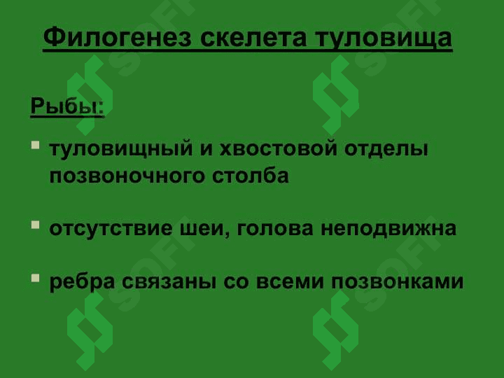 Осевой скелет 4