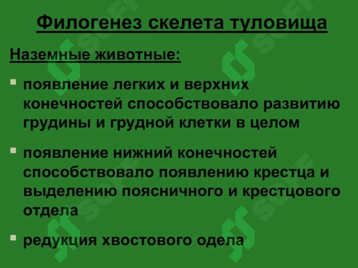 Осевой скелет 6