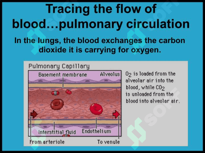 The circulatory (cardiovascular) system ppt 5