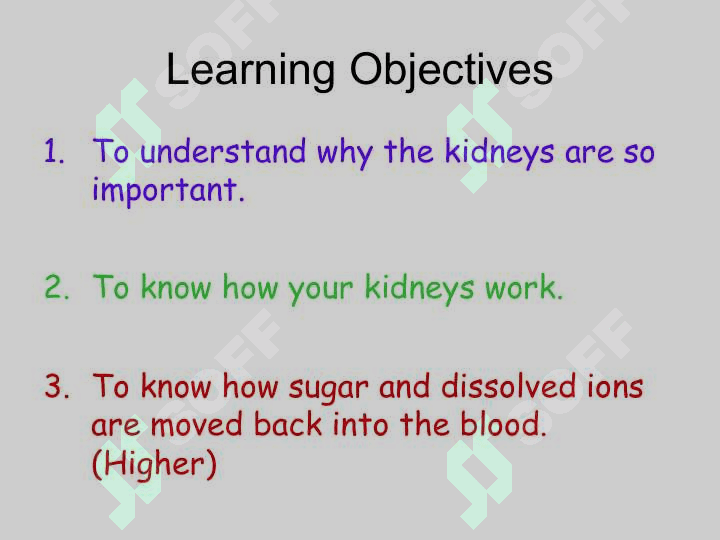 Kidney 2
